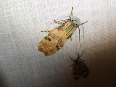 Halysidota orientalis