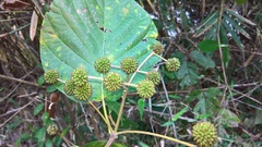 Mitragyna rotundifolia