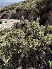 Adesmia miraflorensis