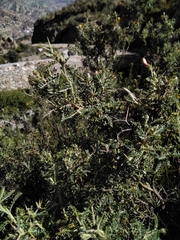 Adesmia miraflorensis