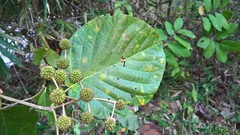 Mitragyna rotundifolia