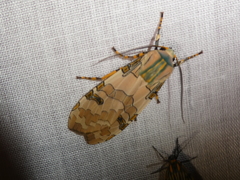 Halysidota orientalis
