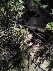 Adesmia miraflorensis