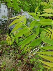 Juglans microcarpa