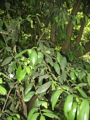 Ilex discolor tolucana