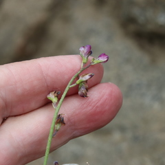Lathyrus vestitus alefeldii