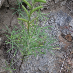 Lathyrus vestitus alefeldii