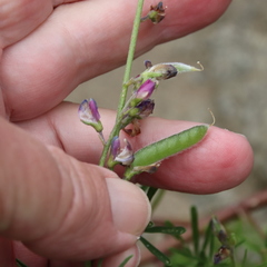 Lathyrus vestitus alefeldii