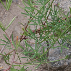 Lathyrus vestitus alefeldii