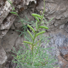 Lathyrus vestitus alefeldii