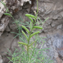 Lathyrus vestitus alefeldii