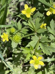 Ranunculus silerifolius