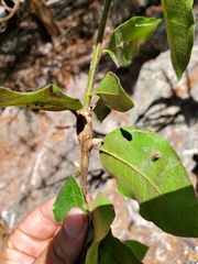 Sideroxylon persimile