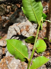 Sideroxylon persimile