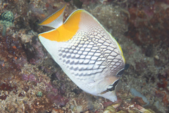 Chaetodon xanthurus