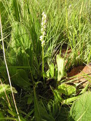 Disperis cardiophora