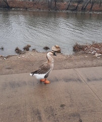 Anser cygnoides domesticus