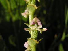 Disperis cardiophora