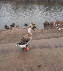 Anser cygnoides domesticus