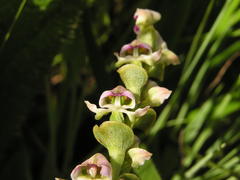 Disperis cardiophora