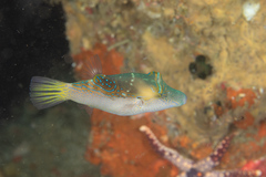 Canthigaster epilampra