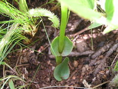 Disperis cardiophora