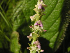 Disperis cardiophora