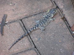 Pseudocordylus melanotus