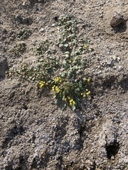 Chylismia claviformis cruciformis