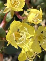 Chylismia claviformis cruciformis