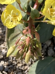 Chylismia claviformis cruciformis