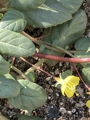 Chylismia claviformis cruciformis