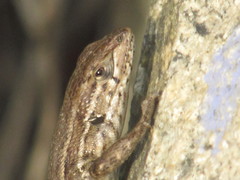 Liolaemus fuscus