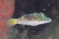 Canthigaster epilampra