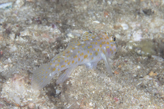 Fusigobius pallidus
