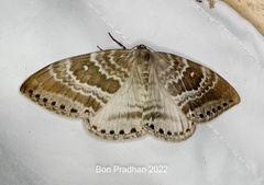 Cyclidia rectificata