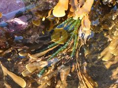 Chaetomorpha coliformis