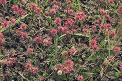 Acaena anserinifolia