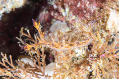 Cabangus regius