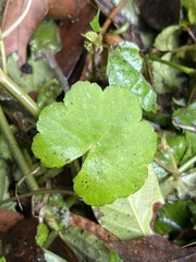 Hydrocotyle nepalensis