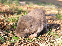 Cryptomys hottentotus