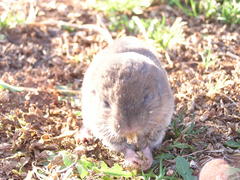 Cryptomys hottentotus