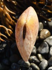 Pseudarcopagia disculus