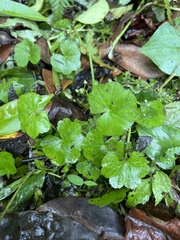 Hydrocotyle nepalensis