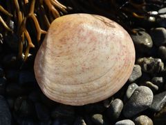 Pseudarcopagia disculus