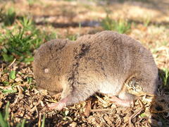 Cryptomys hottentotus