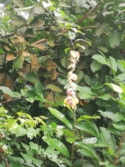 Gmelina philippensis