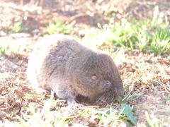 Cryptomys hottentotus