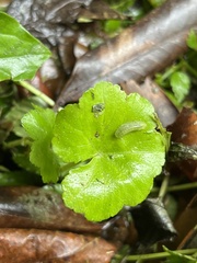 Hydrocotyle nepalensis