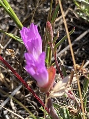 Clarkia franciscana